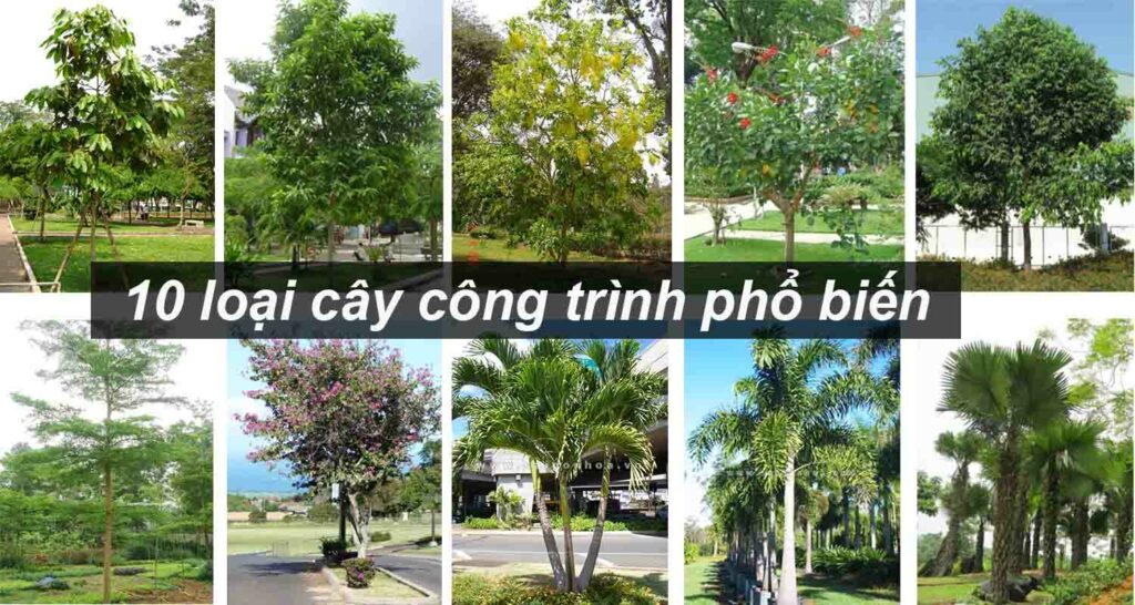Cung cấp và thi công cây xanh trọn gói cho công trình, nhà ở, sân vườn