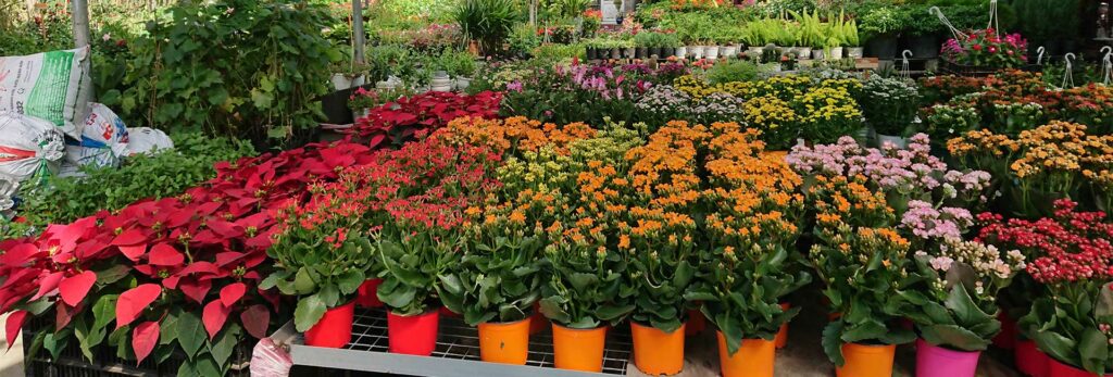 Top 50 Loại Cây Hoa Kiểng Đẹp Nhất Cho Khu Vườn Của Bạn