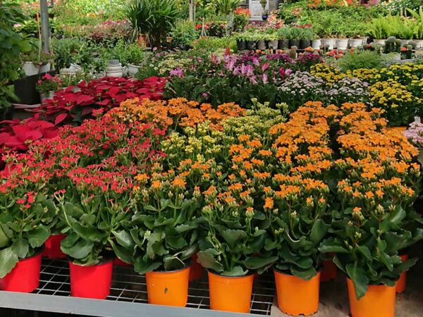 Top 50 Loại Cây Hoa Kiểng Đẹp Nhất Cho Khu Vườn Của Bạn
